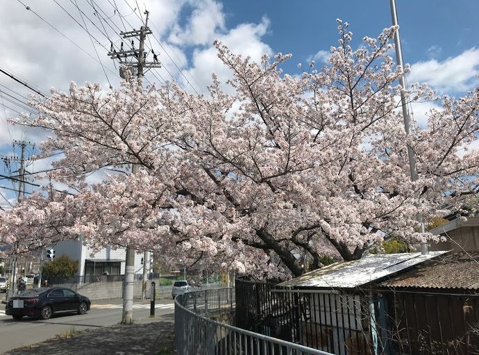 今城塚古墳の桜