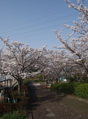 あくあぴあ芥川の桜