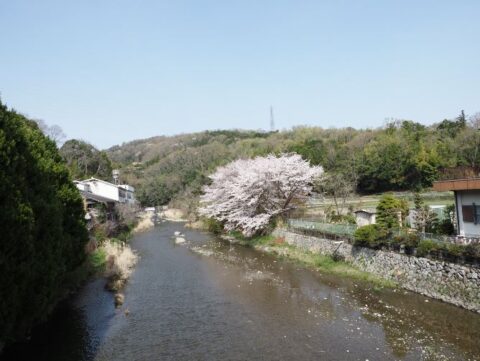 芥川の桜