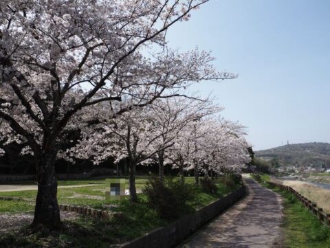 あくあぴあ芥川の桜