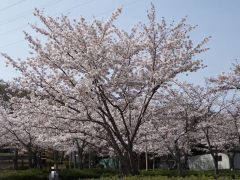 桜広場の桜