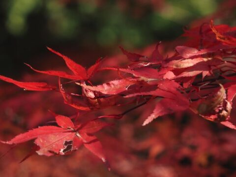 神峯寺の紅葉
