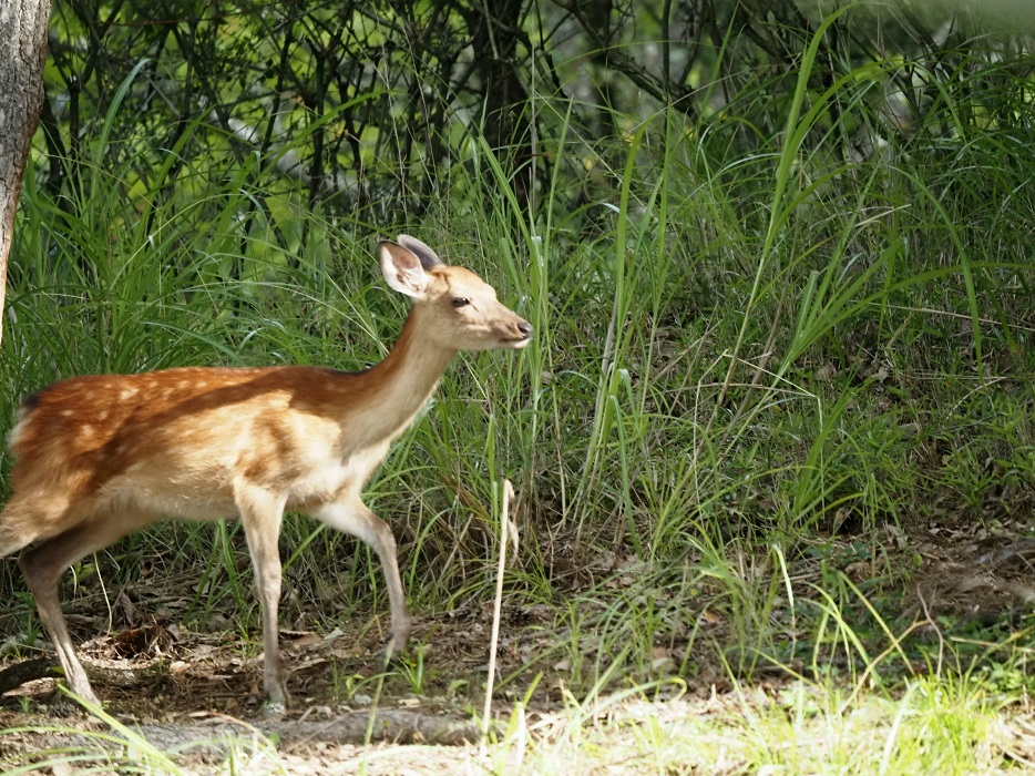 萩谷総合公園の子鹿